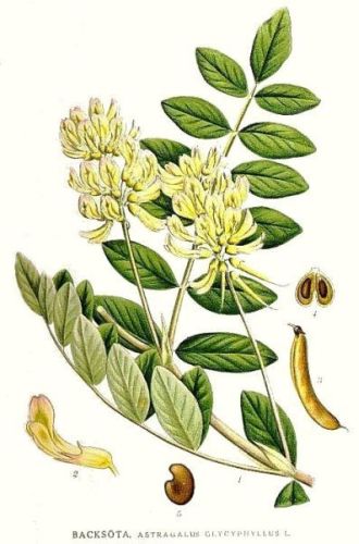 Apios Virginian Liquorice Vetch - Astragalus glycyphyllos - Астрагал сладколистный